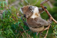 Koala - Phascolarctos cinereus 3157